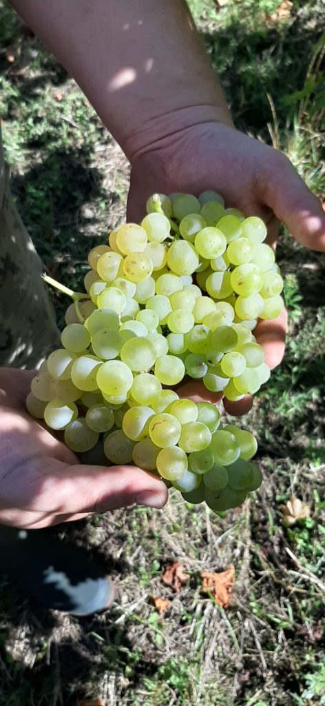domaine-dirringer-raisin-muscat-vin-vignoble 