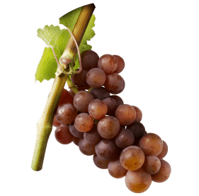 gewurtztraminer-vins-7-cepages-alsaciens-raisins
