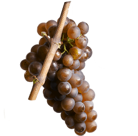 Alsace-pinot-gris-7-cepages-alsaciens-raisins